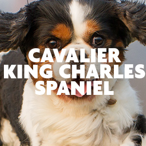 Cavalier King Charles Spaniel