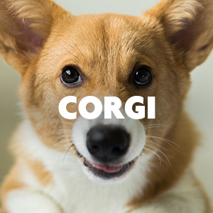 Corgi