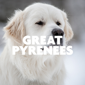 Great Pyrenees