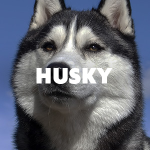 Husky