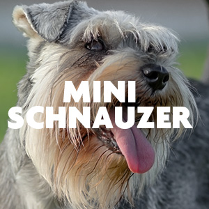 Mini Schnauzer