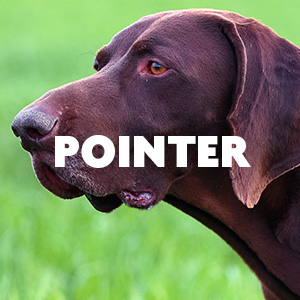 Pointer
