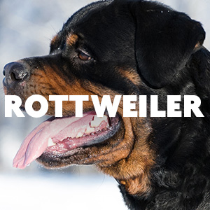 Spectral Rottweiler Dogs