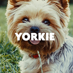 Yorkie