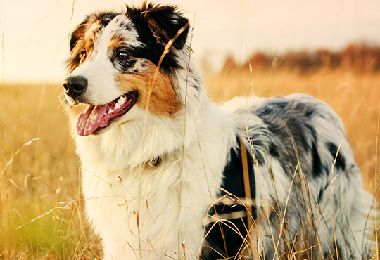 Australian Shepherd