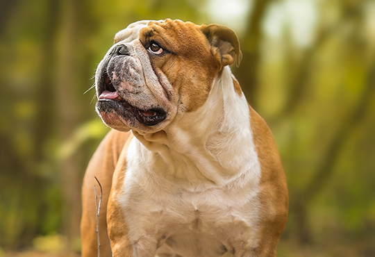 Bulldog