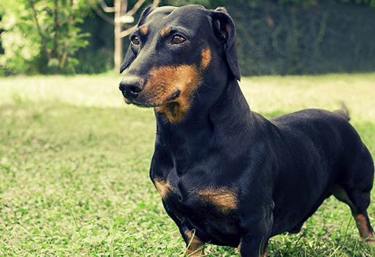 Dachshund