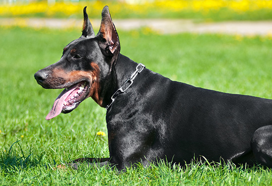 Doberman Pinscher