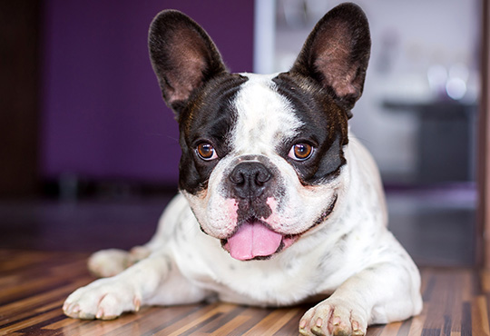 French Bulldog