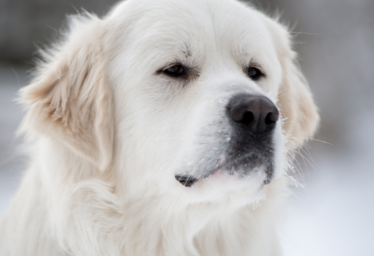 Great Pyrenees
