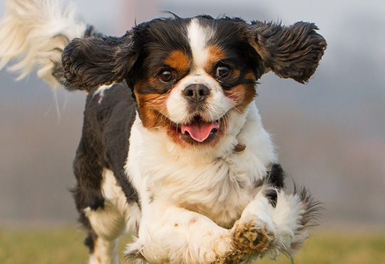 Cavalier King Charles Spaniel