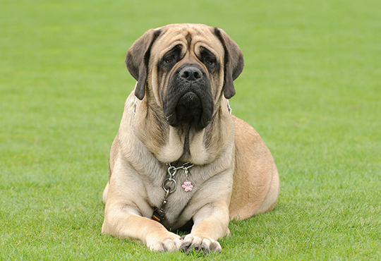 Mastiff