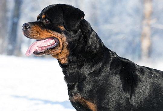 Rottweiler