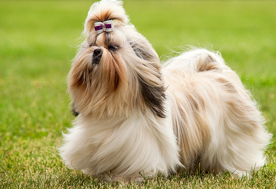 Shih Tzu
