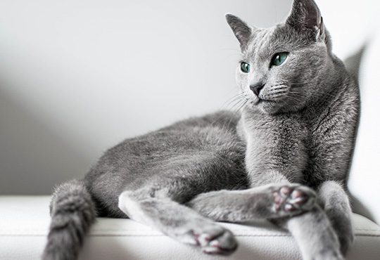 Small Short Hair Cats