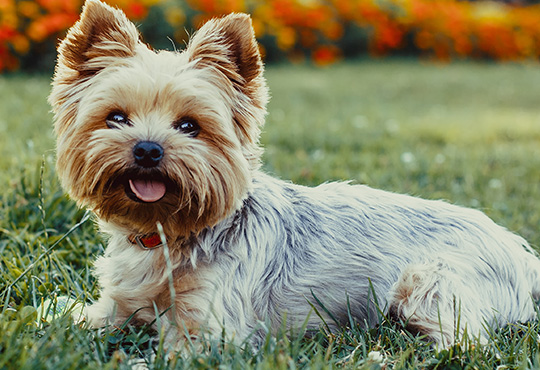 Yorkie
