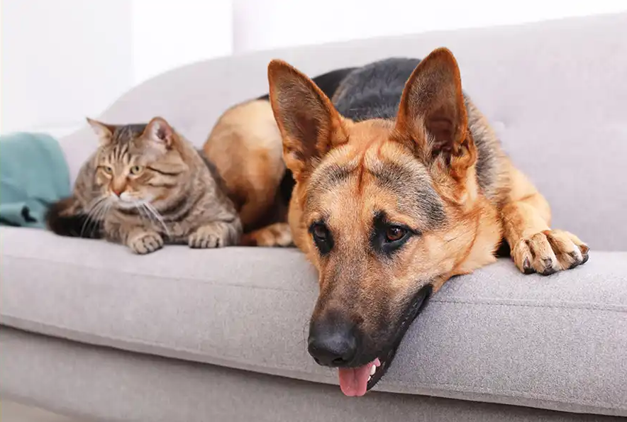 Sabemos que seu animal de estimação é único