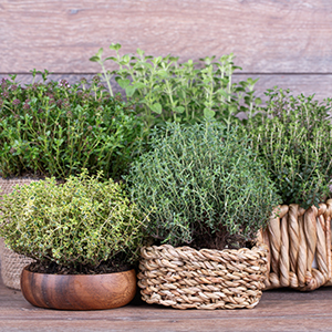 Herb Containers