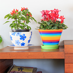 The Well Watered Houseplant