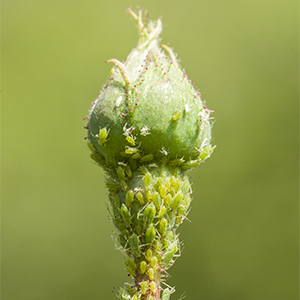 The Dirt On Insecticidal Soap