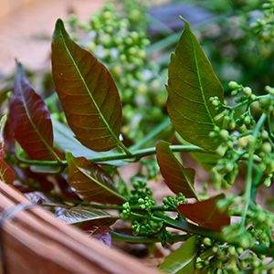 Battle Garden Ailments With Time-Tested Neem Oil