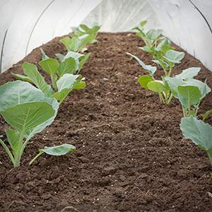 Surviving an Early-Spring Cold Snap