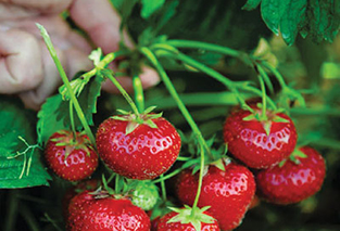 Strawberries Thumbnail
