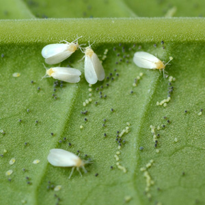 Keep Summer Pests Away From Garden Veggies
