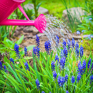 Get Plants Some Relief From Summer Stress