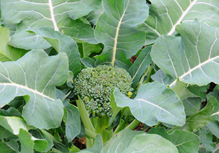 You Can Eat That Thumbnail