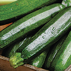 Zucchini