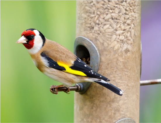 Install A Birdfeeder