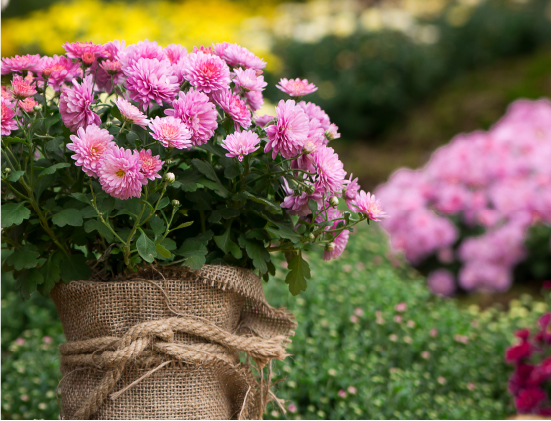 Plant A Few Chrysanthemums