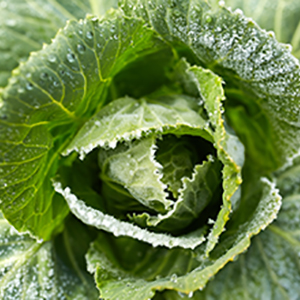 Understanding Frost Dates