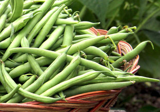 Green Beans
