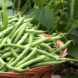 Green Beans
