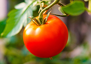 Tomato
