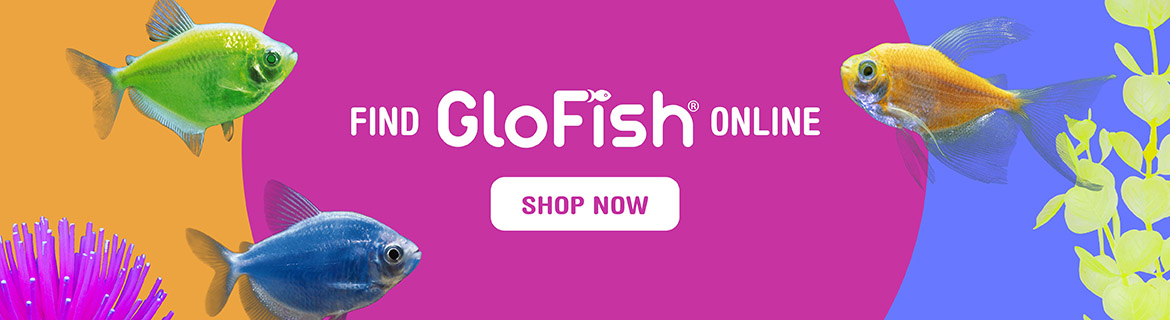 Find GloFish Online. Shop now!