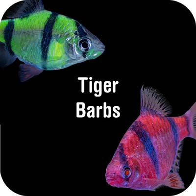 Tiger Barbs