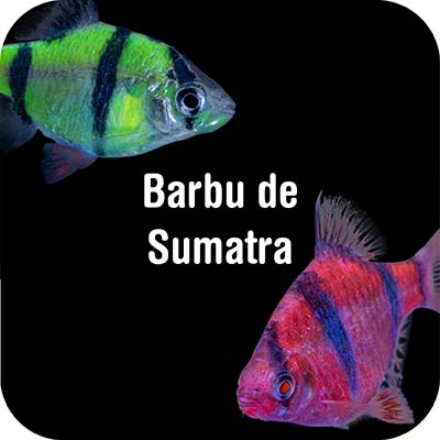 Tiger Barbs