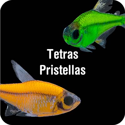 Pristella Tetras