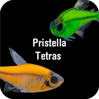 Pristella Tetras