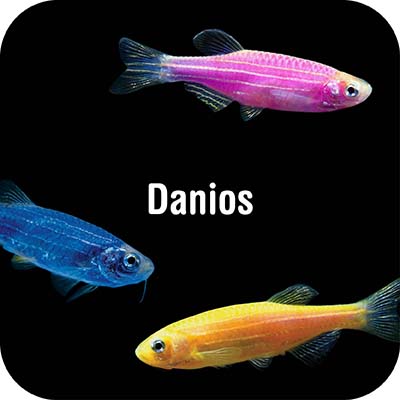 Danios