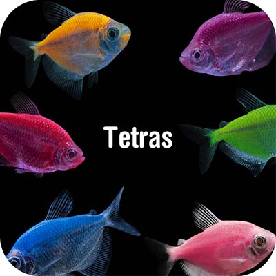 Tetras