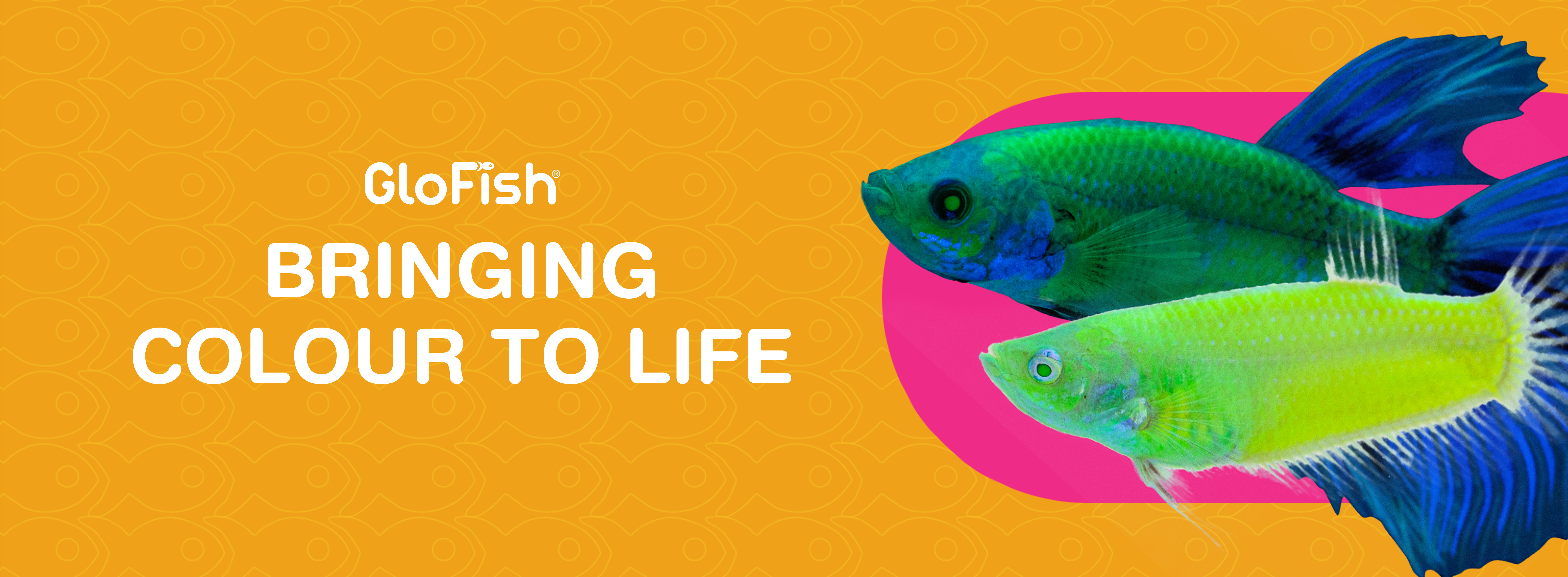 Bringing Colour To Life