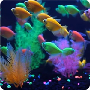 Glofish Image Link