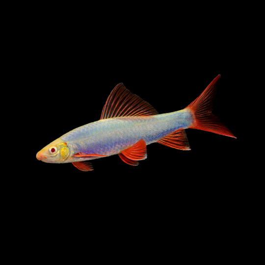 Glofish Cosmic Blue Shark Main Image
