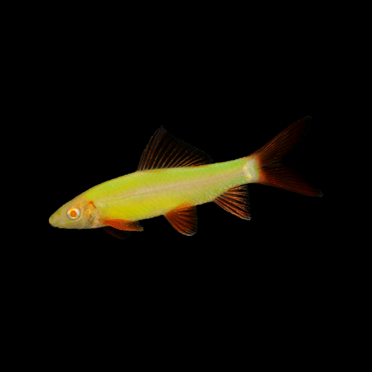 Glofish Electric Green Shark Main Image