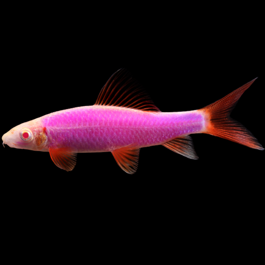 Glofish Galactic Purple Shark Main Image