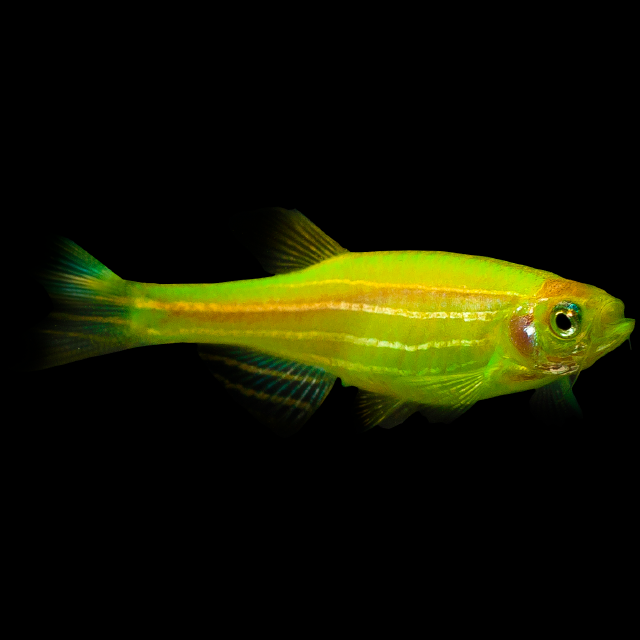 Glofish Electric Green Danio Main Image